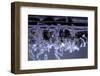 Culex Pipiens (Common House Mosquito) - Emerging of the Larvae-Paul Starosta-Framed Photographic Print