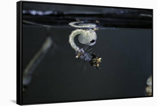 Culex Pipiens (Common House Mosquito) - Emerging of the Pupa-Paul Starosta-Framed Stretched Canvas