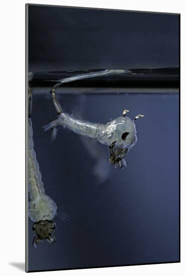 Culex Pipiens (Common House Mosquito) - Emerging of the Pupa-Paul Starosta-Mounted Photographic Print