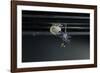 Culex Pipiens (Common House Mosquito) - Emerging of the Pupa-Paul Starosta-Framed Photographic Print