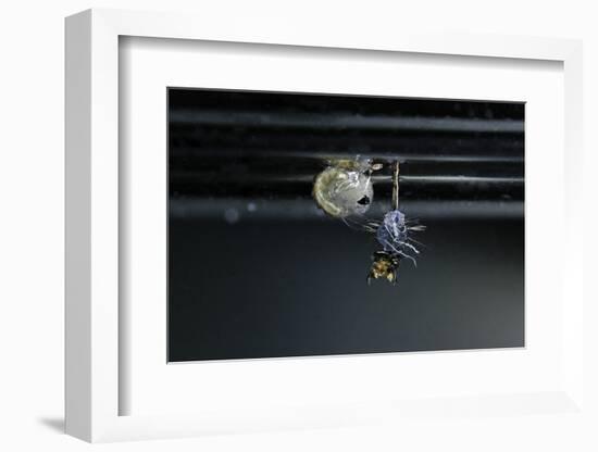 Culex Pipiens (Common House Mosquito) - Emerging of the Pupa-Paul Starosta-Framed Photographic Print