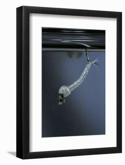 Culex Pipiens (Common House Mosquito) - Emerging of the Pupa-Paul Starosta-Framed Photographic Print