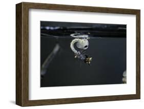 Culex Pipiens (Common House Mosquito) - Emerging of the Pupa-Paul Starosta-Framed Photographic Print