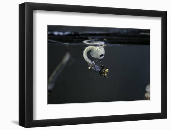 Culex Pipiens (Common House Mosquito) - Emerging of the Pupa-Paul Starosta-Framed Photographic Print