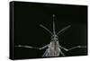 Culex Pipiens (Common House Mosquito) - Female-Paul Starosta-Framed Stretched Canvas