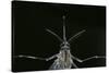 Culex Pipiens (Common House Mosquito) - Female-Paul Starosta-Stretched Canvas