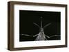 Culex Pipiens (Common House Mosquito) - Female-Paul Starosta-Framed Photographic Print