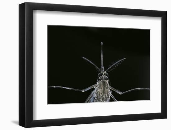 Culex Pipiens (Common House Mosquito) - Female-Paul Starosta-Framed Photographic Print