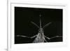 Culex Pipiens (Common House Mosquito) - Female-Paul Starosta-Framed Photographic Print