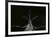 Culex Pipiens (Common House Mosquito) - Female-Paul Starosta-Framed Photographic Print