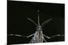 Culex Pipiens (Common House Mosquito) - Female-Paul Starosta-Mounted Photographic Print