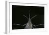 Culex Pipiens (Common House Mosquito) - Female-Paul Starosta-Framed Photographic Print