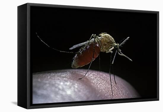 Culex Pipiens (Common House Mosquito) - Gorged with Human Blood-Paul Starosta-Framed Stretched Canvas