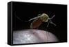 Culex Pipiens (Common House Mosquito) - Gorged with Human Blood-Paul Starosta-Framed Stretched Canvas