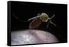 Culex Pipiens (Common House Mosquito) - Gorged with Human Blood-Paul Starosta-Framed Stretched Canvas