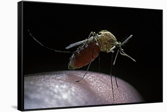 Culex Pipiens (Common House Mosquito) - Gorged with Human Blood-Paul Starosta-Framed Stretched Canvas