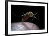 Culex Pipiens (Common House Mosquito) - Gorged with Human Blood-Paul Starosta-Framed Photographic Print