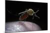 Culex Pipiens (Common House Mosquito) - Gorged with Human Blood-Paul Starosta-Mounted Photographic Print