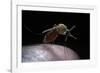 Culex Pipiens (Common House Mosquito) - Gorged with Human Blood-Paul Starosta-Framed Photographic Print