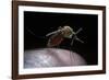 Culex Pipiens (Common House Mosquito) - Gorged with Human Blood-Paul Starosta-Framed Photographic Print