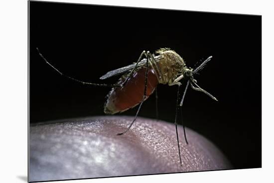 Culex Pipiens (Common House Mosquito) - Gorged with Human Blood-Paul Starosta-Mounted Photographic Print