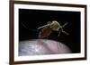 Culex Pipiens (Common House Mosquito) - Gorged with Human Blood-Paul Starosta-Framed Photographic Print