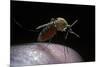 Culex Pipiens (Common House Mosquito) - Gorged with Human Blood-Paul Starosta-Mounted Photographic Print