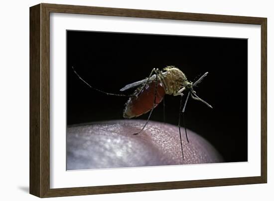 Culex Pipiens (Common House Mosquito) - Gorged with Human Blood-Paul Starosta-Framed Photographic Print