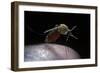 Culex Pipiens (Common House Mosquito) - Gorged with Human Blood-Paul Starosta-Framed Photographic Print