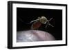 Culex Pipiens (Common House Mosquito) - Gorged with Human Blood-Paul Starosta-Framed Photographic Print