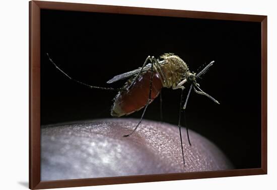 Culex Pipiens (Common House Mosquito) - Gorged with Human Blood-Paul Starosta-Framed Photographic Print