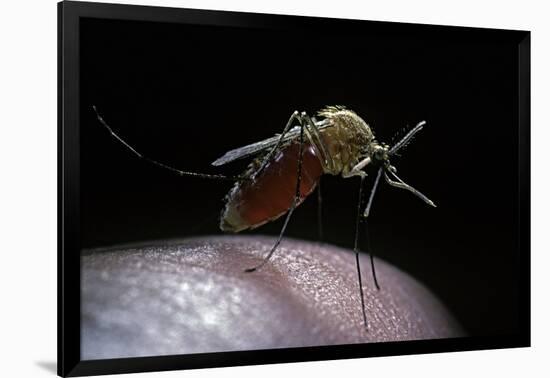 Culex Pipiens (Common House Mosquito) - Gorged with Human Blood-Paul Starosta-Framed Photographic Print