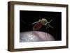 Culex Pipiens (Common House Mosquito) - Gorged with Human Blood-Paul Starosta-Framed Photographic Print