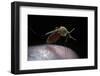 Culex Pipiens (Common House Mosquito) - Gorged with Human Blood-Paul Starosta-Framed Photographic Print