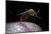 Culex Pipiens (Common House Mosquito) - Gorged with Human Blood-Paul Starosta-Mounted Photographic Print