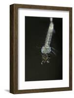 Culex Pipiens (Common House Mosquito) - Larva-Paul Starosta-Framed Photographic Print