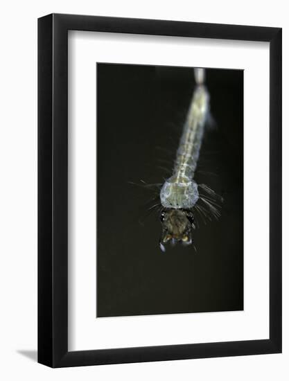 Culex Pipiens (Common House Mosquito) - Larva-Paul Starosta-Framed Photographic Print