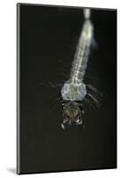 Culex Pipiens (Common House Mosquito) - Larva-Paul Starosta-Mounted Photographic Print