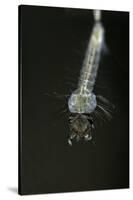Culex Pipiens (Common House Mosquito) - Larva-Paul Starosta-Stretched Canvas