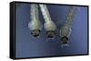 Culex Pipiens (Common House Mosquito) - Larvae-Paul Starosta-Framed Stretched Canvas