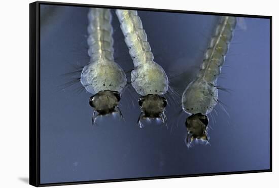 Culex Pipiens (Common House Mosquito) - Larvae-Paul Starosta-Framed Stretched Canvas