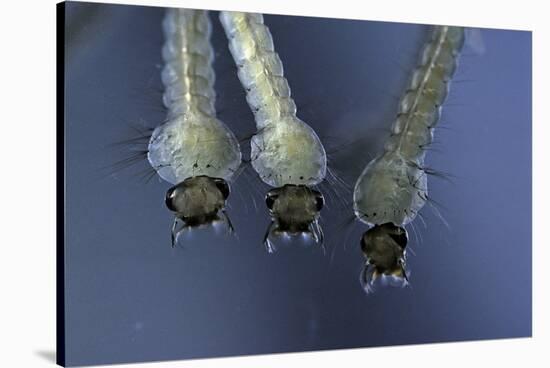 Culex Pipiens (Common House Mosquito) - Larvae-Paul Starosta-Stretched Canvas