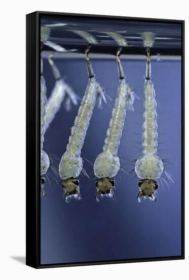 Culex Pipiens (Common House Mosquito) - Larvae-Paul Starosta-Framed Stretched Canvas