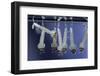 Culex Pipiens (Common House Mosquito) - Larvae-Paul Starosta-Framed Photographic Print