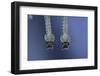 Culex Pipiens (Common House Mosquito) - Larvae-Paul Starosta-Framed Photographic Print