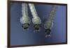 Culex Pipiens (Common House Mosquito) - Larvae-Paul Starosta-Framed Photographic Print