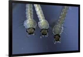 Culex Pipiens (Common House Mosquito) - Larvae-Paul Starosta-Framed Photographic Print