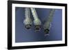 Culex Pipiens (Common House Mosquito) - Larvae-Paul Starosta-Framed Photographic Print