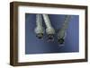 Culex Pipiens (Common House Mosquito) - Larvae-Paul Starosta-Framed Photographic Print