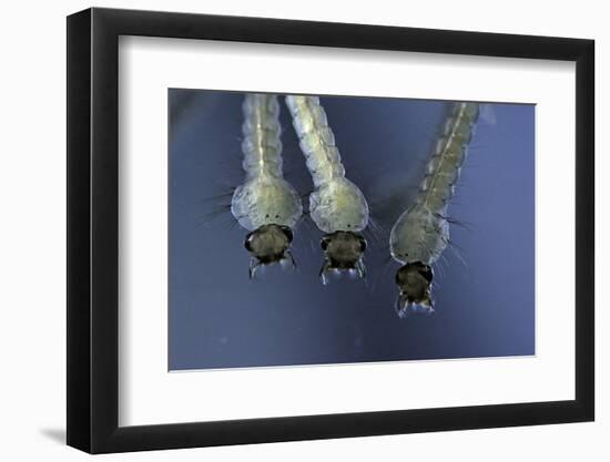 Culex Pipiens (Common House Mosquito) - Larvae-Paul Starosta-Framed Photographic Print